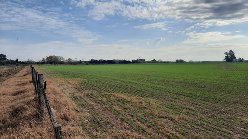 Campo Agricola De 24,5 Hectareas Con Mejoras En San Nicolas