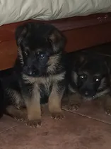 Comprar Ovejeros Alemán  Cachorros 400 Mil Machitos Y 500 Mil Hemb.