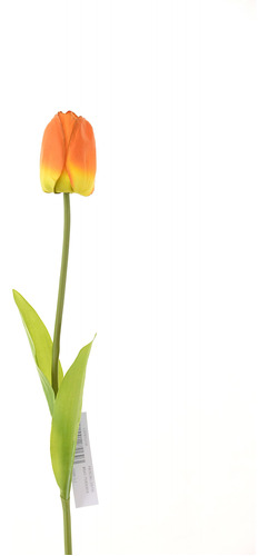 V Tulipan 60cm # 1