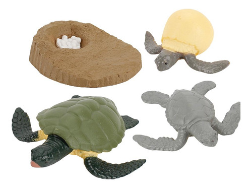 Proceso De Tortuga Multicolor Tortuga Multicolor Tortuga