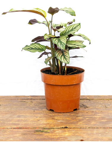 Calathea Ornata - Hojas Decorativas, Ideal Para Interiores