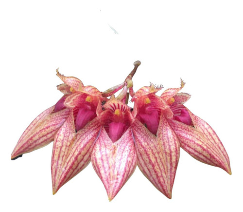 Orquidea Bulbophyllum Frost Annandalei Planta Adulta Exotica