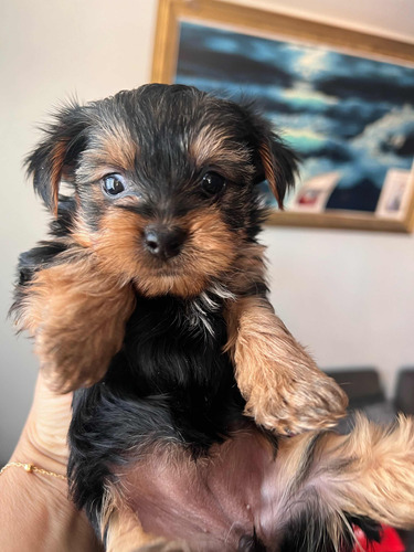 Hermosos Cachorros Yorkshire Con Padre A La Vista