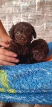 Comprar Poodle Toy Macho 2 Meses - Raza Pequeña