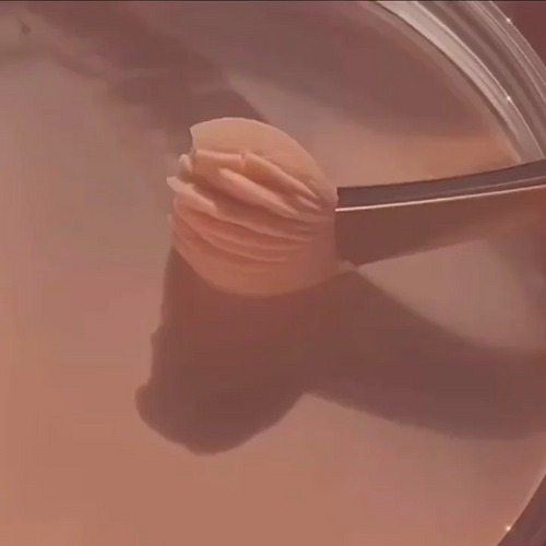 Primer Mate Pinklipps (fijador De Maquillaje Importado)