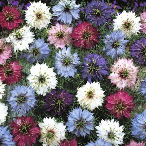 Imagen 9 de 10 de Combo Semillas De Flores Para Tu Jardin - 200 Semillas