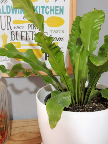 Planta Interior Helecho Nido De Ave C/maceta Premium Plato