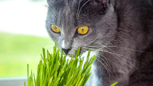 100 Semillas De Hierba Para Gatos