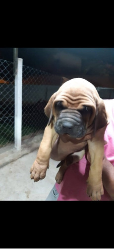 Fila Brasileiro