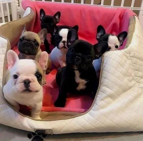 comprar Bulldog Frances Hembra Entrega Inmediata Preciosos Consulte