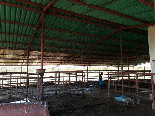 Midaly Vende Hermosa Finca, 240has, Entrada Al Tejero, A 250mts De La Virgen, Maturin, Monagas
