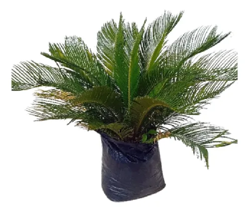 comprar Palma De La India Cyca Revoluta 85cm De Altura