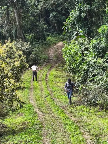 Vendo Finca De 45 Hectares O 71 Cuadras Sembradas En Aguacate Hass En Genova Quindio