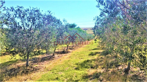 Chacra De 5 Hs. Con 1.000 Olivos En Produccion De 14 Años- Ref: 387