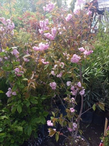 Imagen 5 de 5 de Prunus Sakura Cerezo Japonés, Cerezo De Flor Arbustivo 30lts