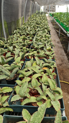Imagen 2 de 2 de Sansevieria Fischeri Singularis Planta Colección Maceta N 10