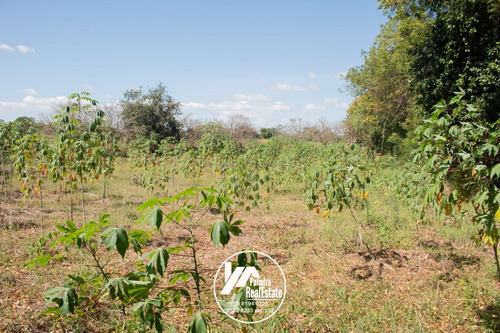 Imagen 7 de 11 de Venta De Finca Agricola En Masaya
