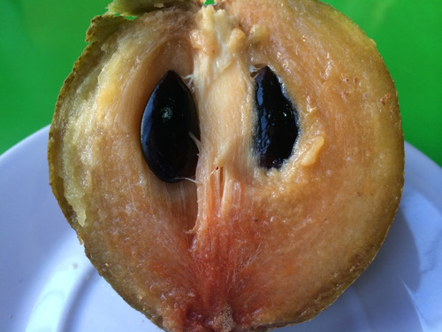 Chicozapote Injerto, Arbolitos