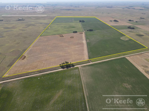 Campo En Venta De 270 Has Agricolas En Saladillo