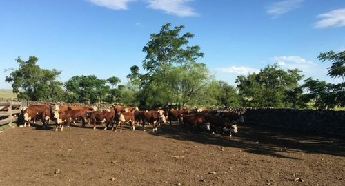Excelente Campo Ganadero En Paysandu - Tm6119915