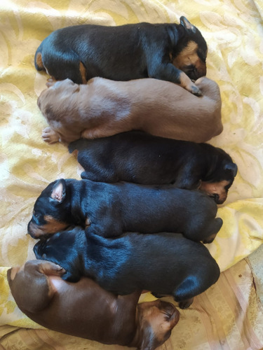 Cachorros Doberman Puros  