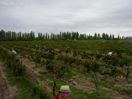 Imagen 10 de 24 de Finca Organica En San Rafael, Mendoza , Ideal Inversor!!