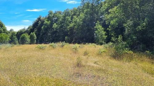 17 Ha Terreno, Sector Cañitas-los Muermos