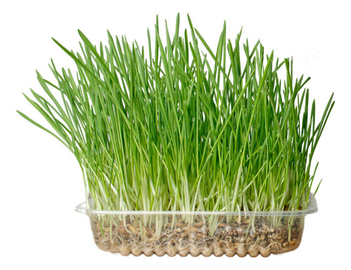 Hierba Gatera Para Gatos Semillas De Gramineas Purgante Zootec 80g