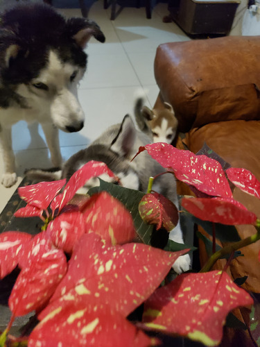 Husky Siberianos Bebes
