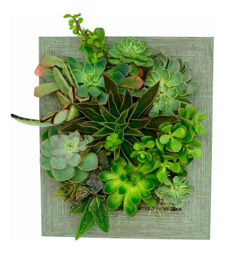 Portrait Gardens Maceta De Pared (8 X 10) Plantas Suculentas