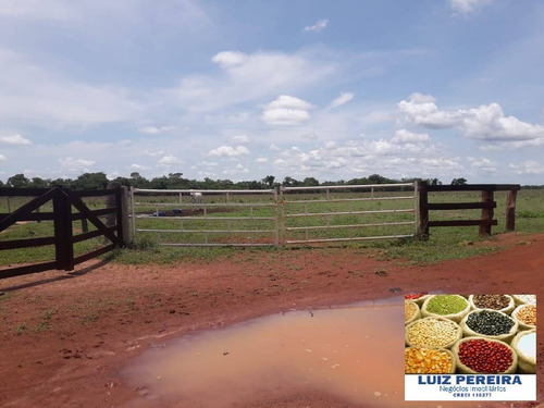 Imagem 8 de 15 de Fazenda À Venda Em Peixe - To - De 200 Alqueirões (dupla Aptidão) - 1721
