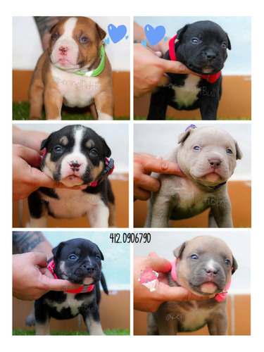 Cachorros American Bully