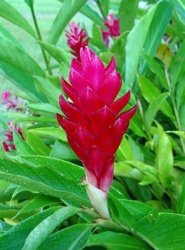 Alpínia Púrpurata (gengibre Vermelho). (10 Bulbos) Vermelho