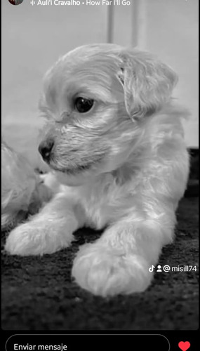 Cachorros Shih- Poo A La Venta 