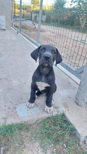 Cachorros Gran Danes 