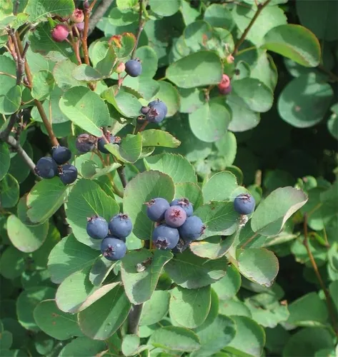comprar Semillas De Arbol De Plantas Raras 300 Semillas De Saskatoon