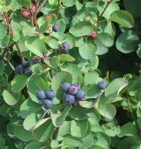 Comprar Semillas De Arbol De Plantas Raras 300 Semillas De Saskatoon