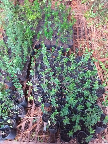 100 Plantines De Ligustrina Sinensis De 20cm En Maceta Num10