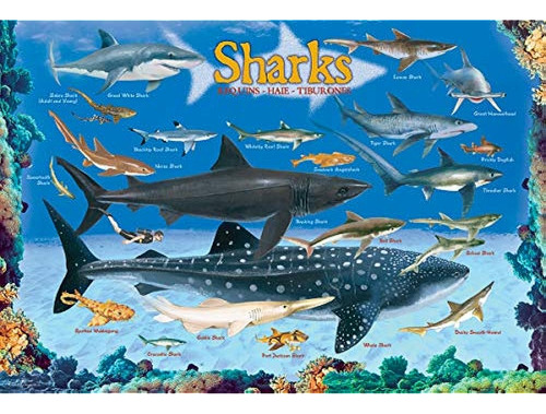 Sharks 100 Piece Jigsaw Puzzle