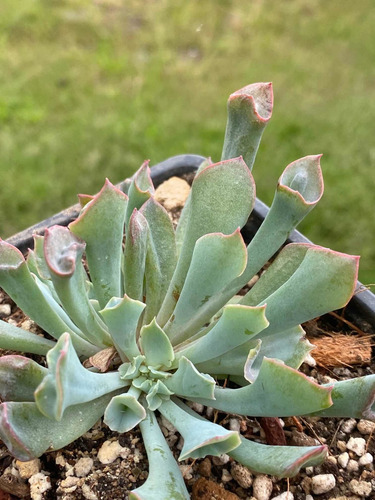 Imagen 6 de 7 de Echeveria Pink Trumpet - Planta Suculenta Exótica