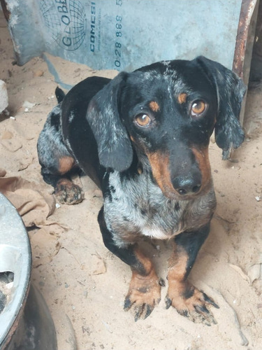 Perro Salchicha Macho Arlequin Para Monta