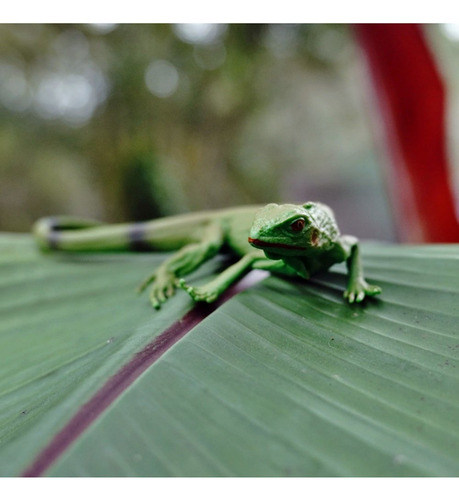 Miniatura Iguana BebĂȘ Safari
