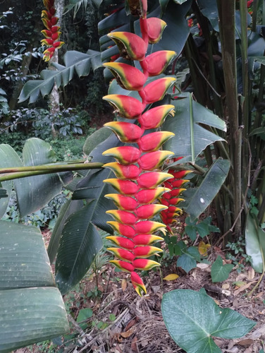 Heliconia Rostrata (2 Risomas) Vermelho