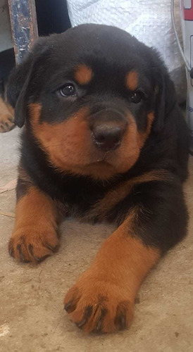 Rottweiler Cachorros Puros Excelentes