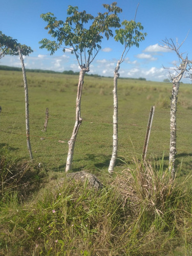 Vendo Terreno En Los Llanos De San Pedro