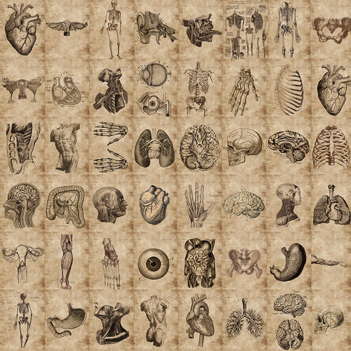 56 Peças De Adesivos De Anatomia E Fisiologia E Estrutura Co