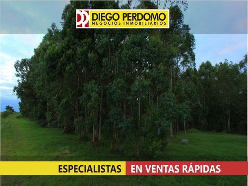 Campo Forestal De 117 Has En Venta, San José