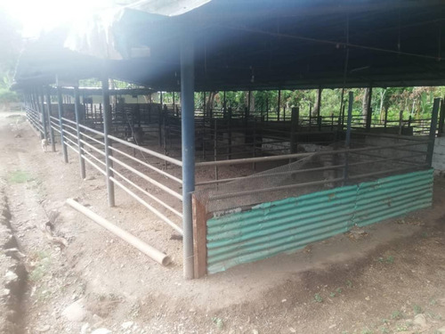 Imagen 4 de 11 de Se Vende Finca Lista Para Trabajar Negociable 04243290129