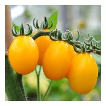 Comprar Tomate Cherry Grosella Amarillo  Productivos (semillas 30)