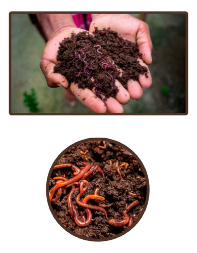 Humus De Lombriz - Saco De 25 Kg / Nutriente Para Plantas